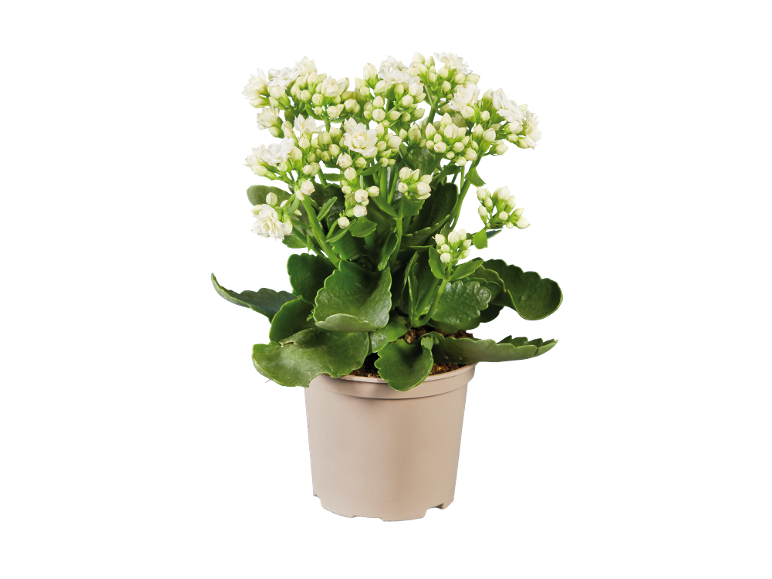 Plantă de kalanchoe cu flori albe într-un ghiveci bej.