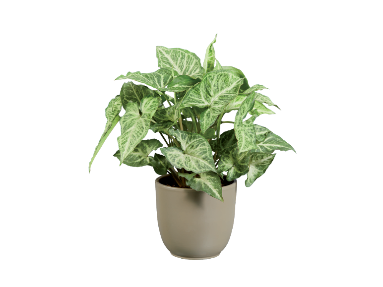 Plantă de interior cu frunze verzi și albe într-un ghiveci bej