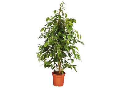 Plante verzi maxi