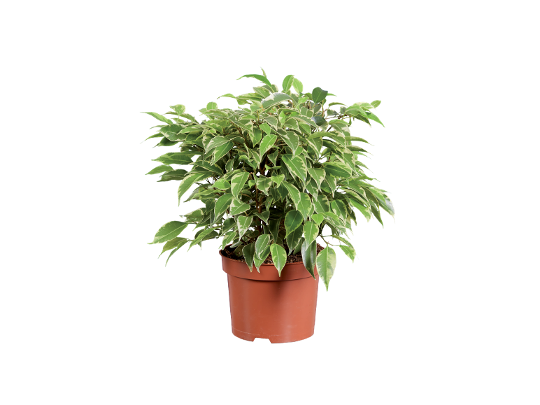 Plantă de interior cu frunze verzi și albe într-un ghiveci maro.