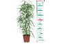 Plantă de interior cu frunze verzi lungi într-un ghiveci maro, cu o riglă de măsurare alături care indică 85 cm.