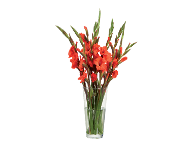 Buchet gladiole