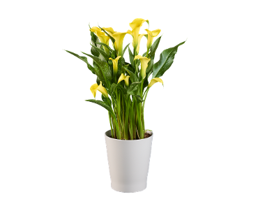 Calla în vas ceramic