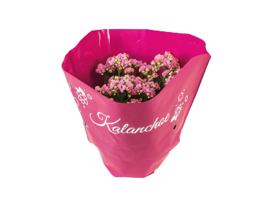 Kalanchoe in ambalaj decorativ