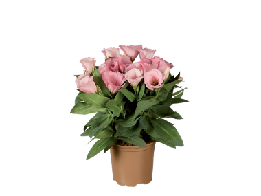 Eustoma