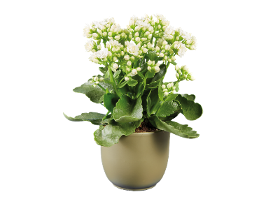 Kalanchoe