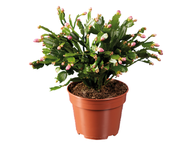 Cactus Schlumbergera maxi