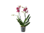 Orhidee Phalaenopsis cu flori pătate roșu și alb într-un ghiveci transparent.