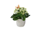 Plantă de kalanchoe albă în ghiveci cu un fluture decorativ.