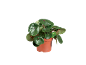 Plantă de interior cu frunze rotunde verzi într-un ghiveci maro.