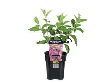 Hydrangea Paniculata