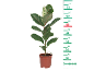 Ficus elastica variegat în ghiveci maro cu scară de măsurare de la 10 la 75 cm