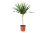 Plantă Dracaena marginata într-un ghiveci maro de plastic