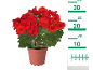 Begonie roșie în ghiveci cu scară de măsurare de la 2 la 30 cm.