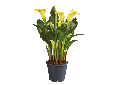 Calla Mix