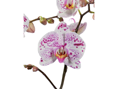 Phalaenopsis cu 2 tije florale