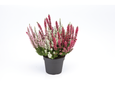 Calluna vulgaris în trei culori