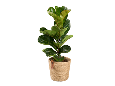 Plante verzi in ghiveci de iuta