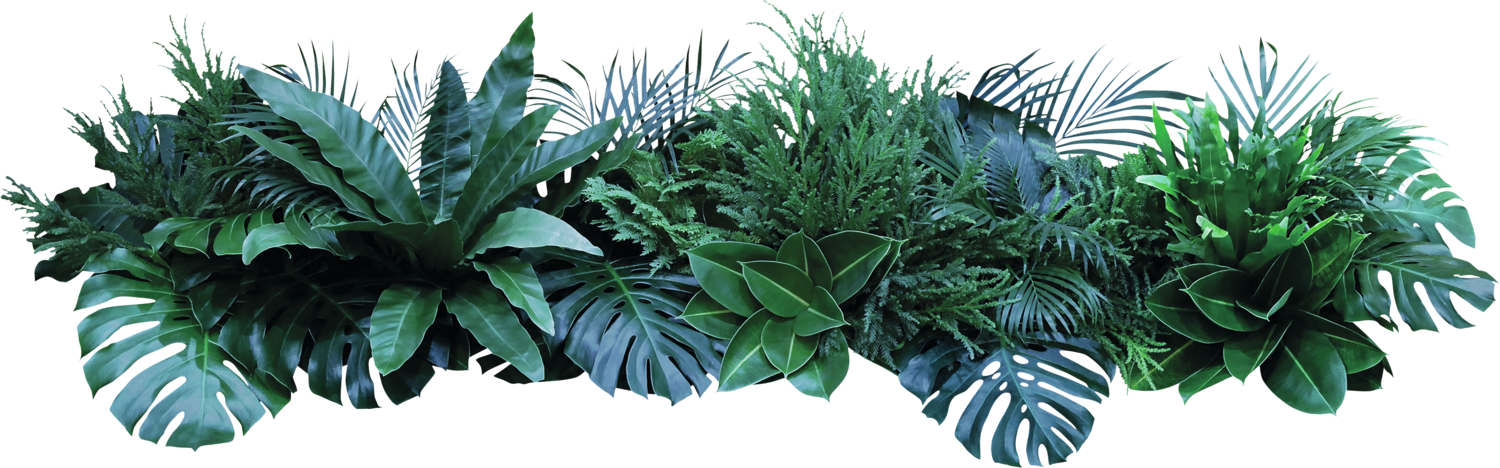 O selecție de plante tropicale verzi pe fundal negru.