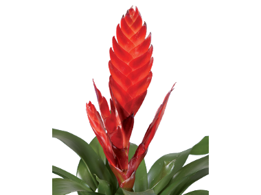Mix plante verzi