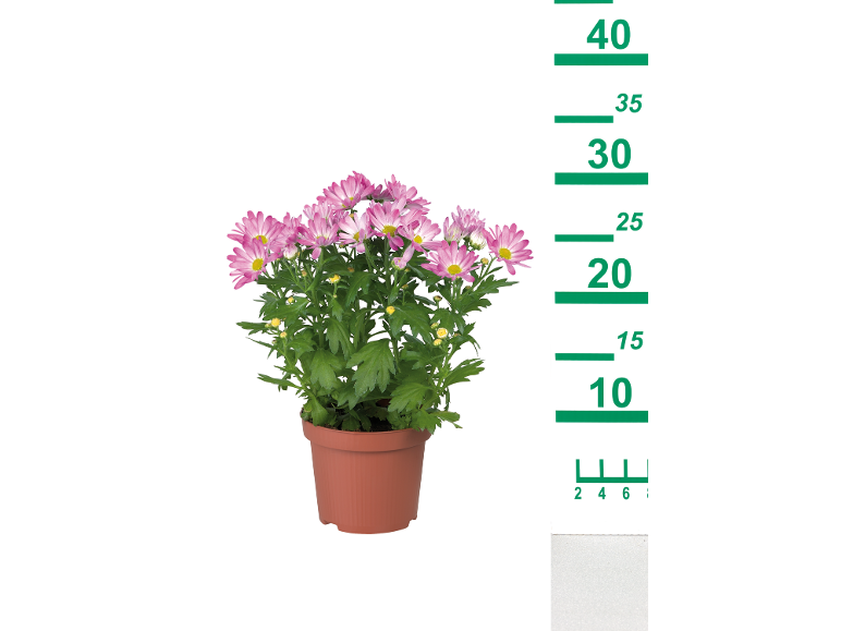 Crizantemă roz într-un ghiveci maro cu scară de măsurare de la 10 la 40 cm.