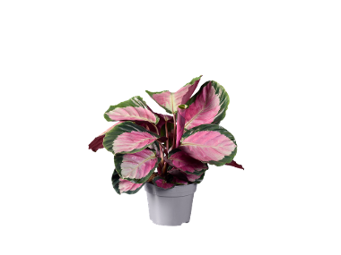 Mix plante verzi