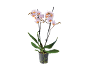 Orhidee Phalaenopsis cu flori roz deschis și portocalii într-un ghiveci transparent.