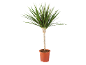 Plantă de dracaena cu frunze verzi și roșii într-un ghiveci de teracotă.