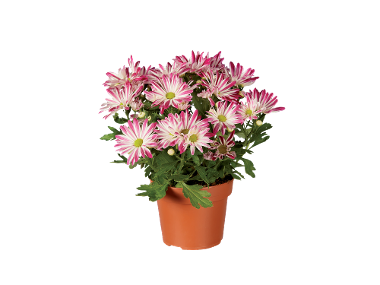 Crizantemă Elle Fleur