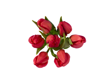 Buchet lalele