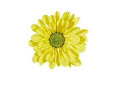 Crizantemă multifloră
