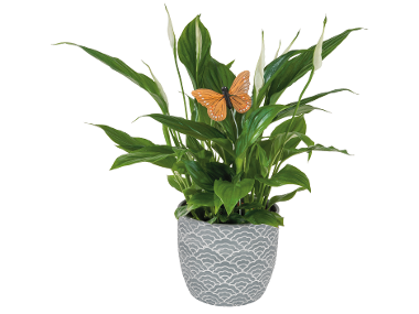 Plante decorative în ghiveci ceramic