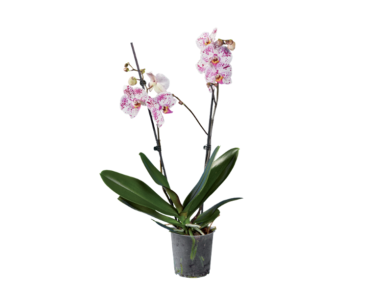 Orhidee Phalaenopsis cu flori albe și pete violet într-un ghiveci transparent.