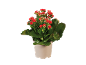 Plantă de kalanchoe în ghiveci cu flori roșii și boboci roz pe fundal negru.