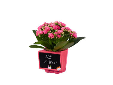 Kalanchoe in ghiveci ceramic