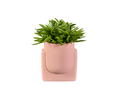 Plante suculente in vas ceramic