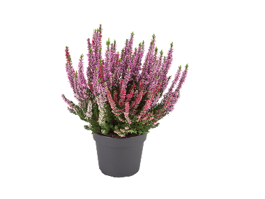 Calluna vulgaris in doua culori