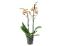 Orhidee Phalaenopsis cu flori piersicii și dungi roșii într-un ghiveci transparent.