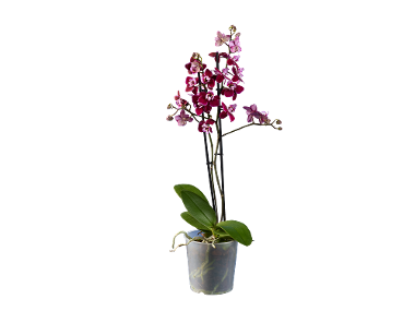 Phalenopsis multiflora cu 2 tije florale
