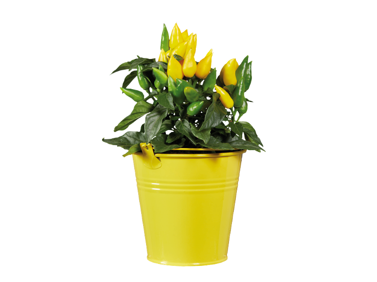 Plantă de ardei galbeni și verzi într-o găleată galbenă.