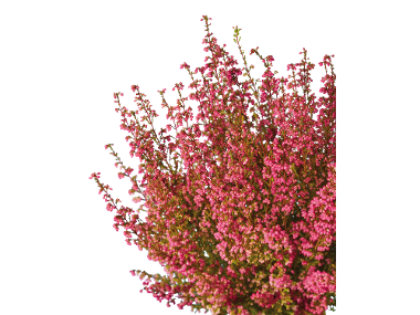 Erica gracilis
