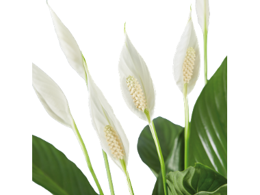 Spatiphyllum