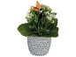 Plantă de kalanchoe albă în ghiveci gri cu fluture decorativ portocaliu.