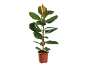 Ficus elastica în ghiveci maro