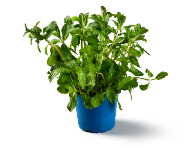 Menta in ghiveci
