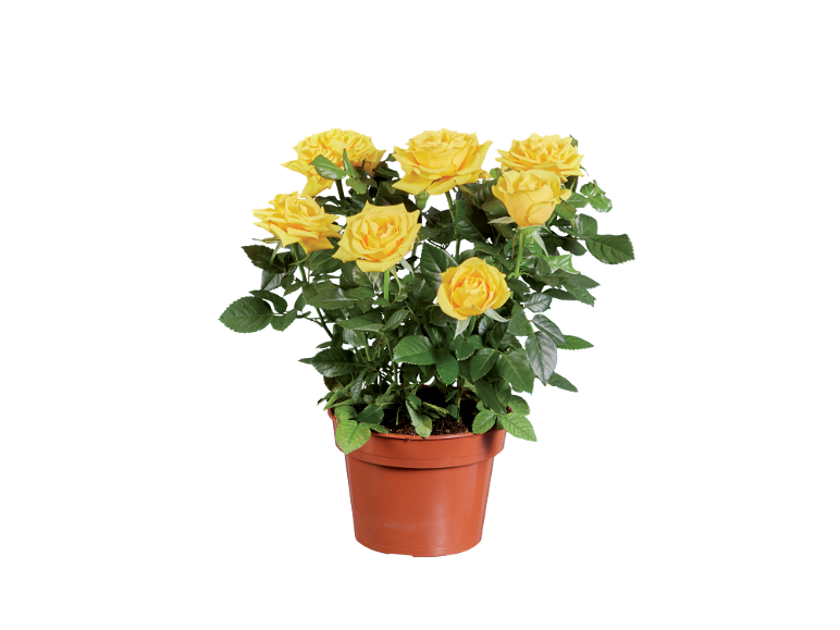 Trandafir în ghiveci cu trandafiri galbeni vibranți și frunze verzi pe fundal negru.