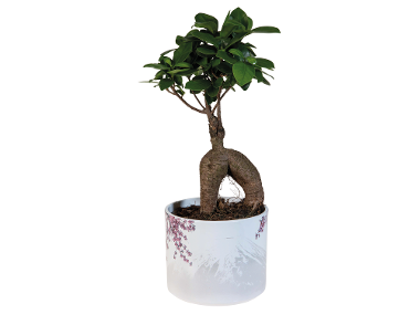 Bonsai / Ficus în ghiveci ceramic