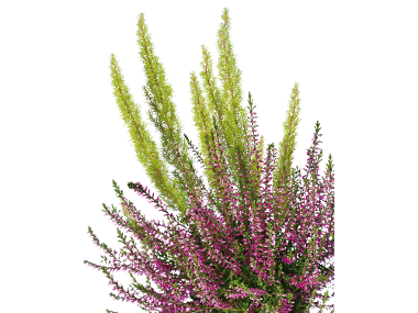 Erica Calluna Twin