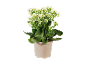 Plantă de kalanchoe cu flori albe într-un ghiveci bej.