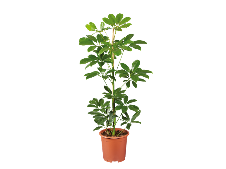 Plantă verde de interior într-un ghiveci maro